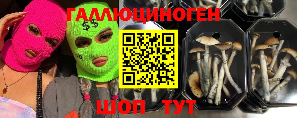 Архангельск  Галлюциногенные грибы Psilocybine cubensis  Вход с VPN 